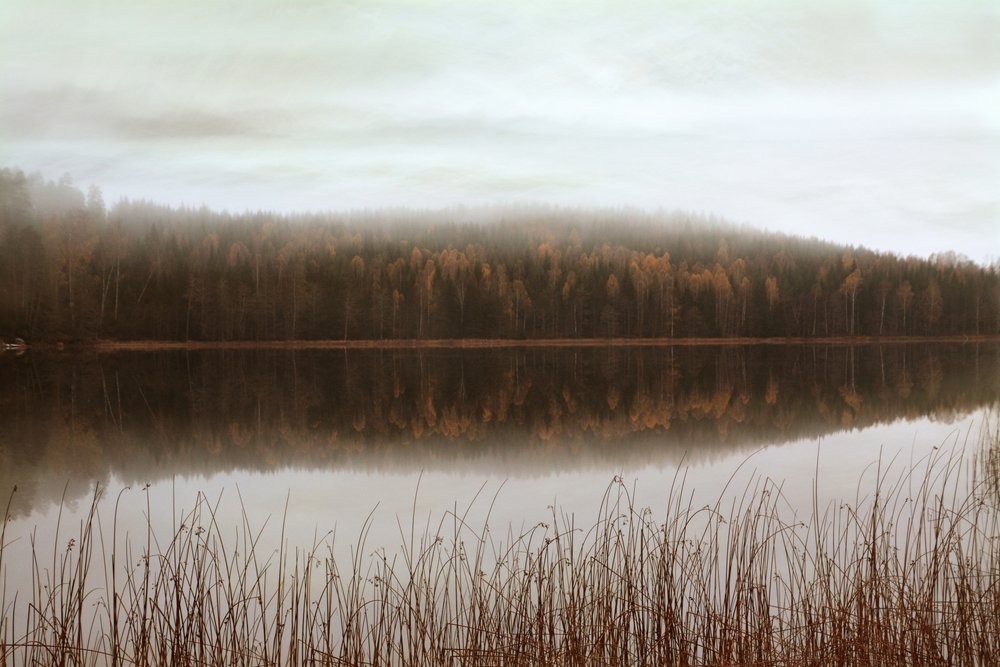 Reflexos da Floresta Envolvida em Nevoeiro de Christina Sillen