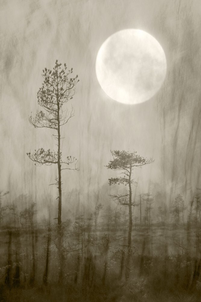 Misty Moon Over - Livro de Christina Sillen