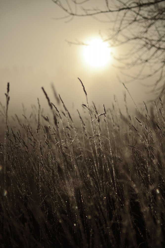 Sol matinal enevoado de Christina Sillen