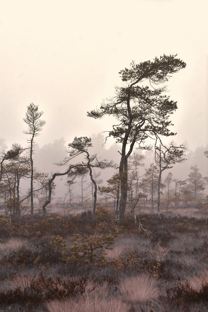  de Christina Sillen