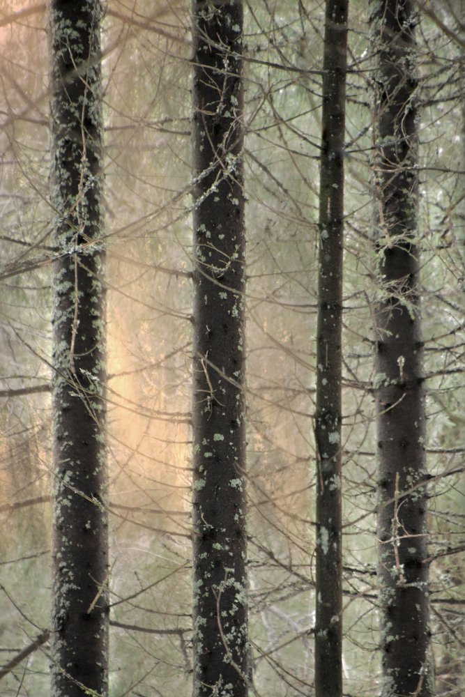 Floresta de Inverno Envolvida em Nevoeiro de Christina Sillen