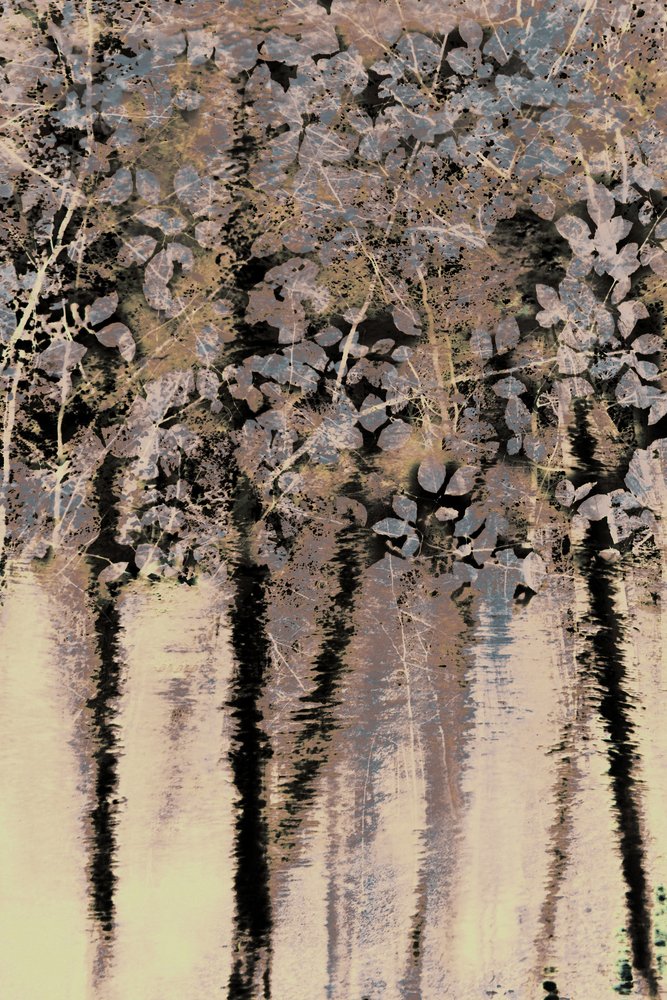 Reflexões sobre a Floresta de Moody de Christina Sillen