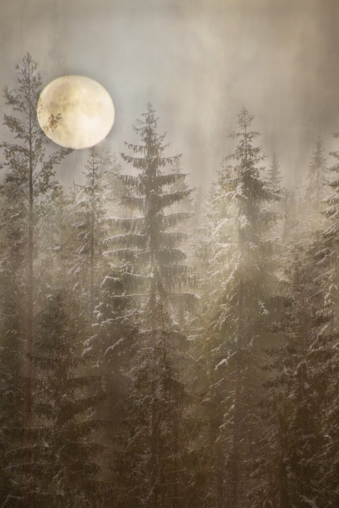 Floresta de Inverno ao Luar de Christina Sillen