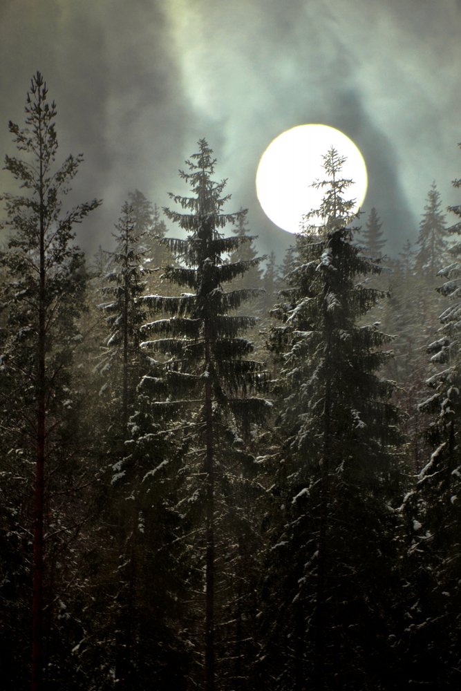 Floresta de Inverno ao Luar de Christina Sillen