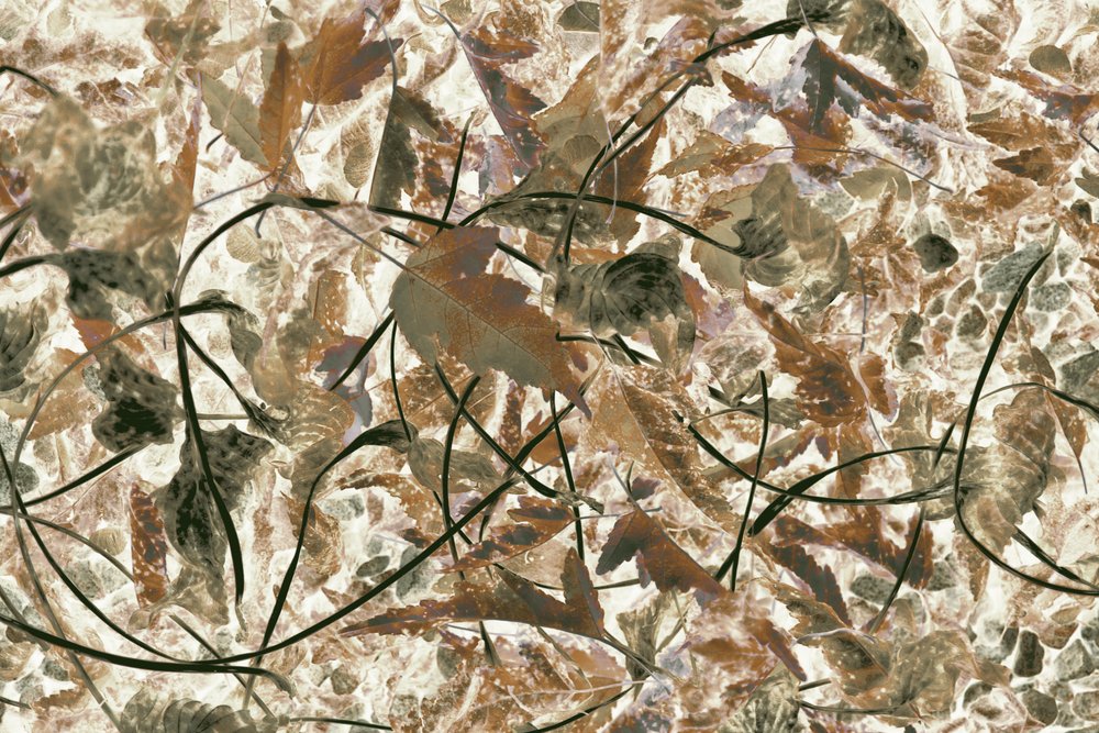 Folhagem silvestre em tons suaves de Christina Sillen