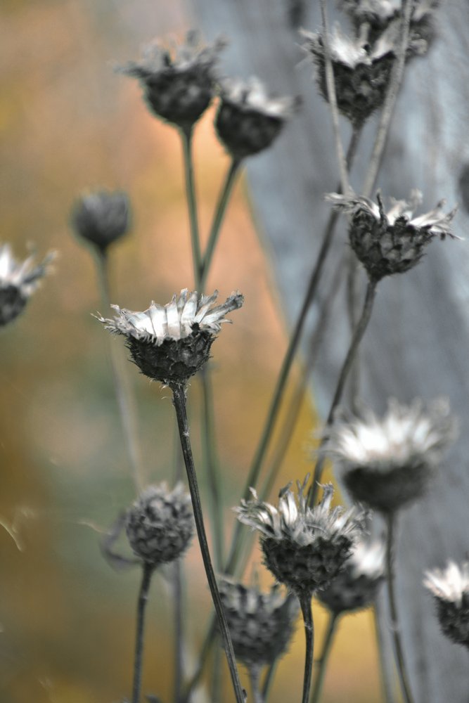 Cardo-bravo em tons suaves de Christina Sillen