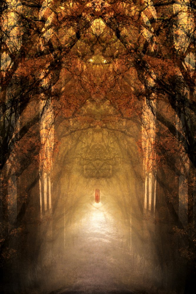 Túnel da Floresta Mística de Christina Sillen
