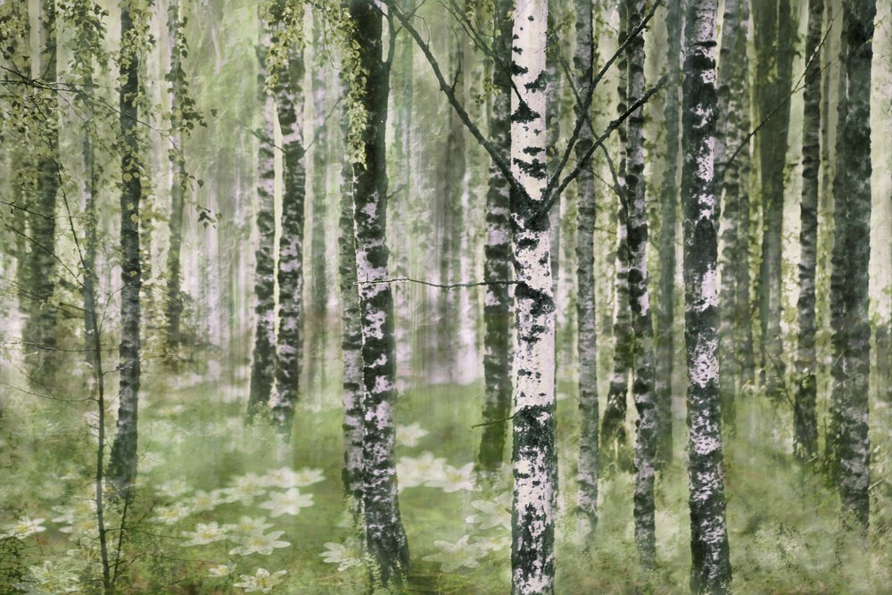Floresta tranquila de bétulas de Christina Sillen