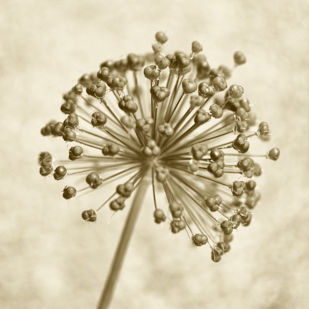 Esfera de Allium Sépia de Christina Sillen