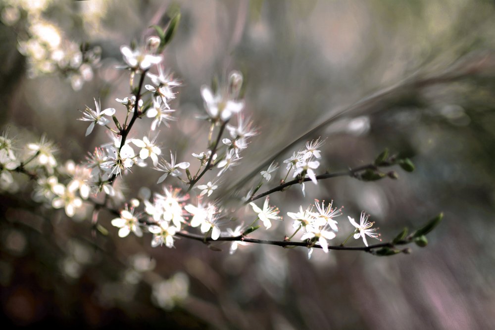 Flor de amora de Christina Sillen