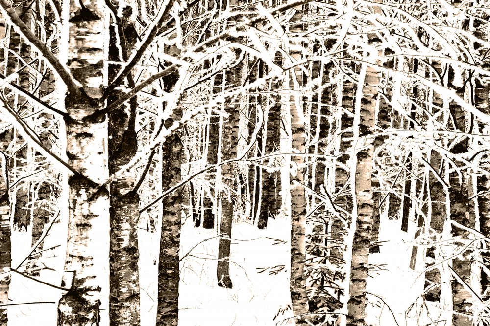 Floresta de bétulas nevada de Christina Sillen