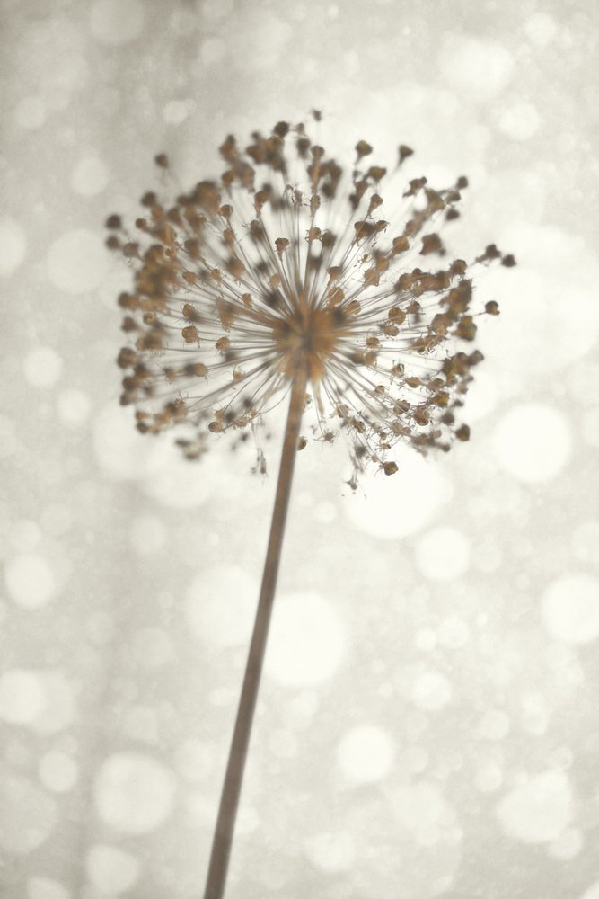 Flor delicada de alho de Christina Sillen