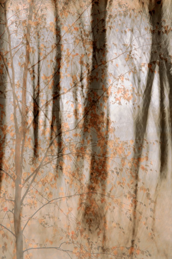 Bosques Suaves de Outono de Christina Sillen