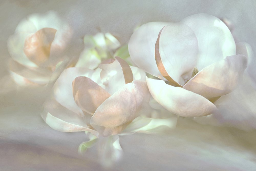 Delicadas flores de magnólia de Christina Sillen