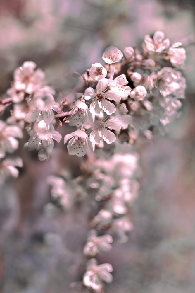 Flores de um rosa suave de Christina Sillen