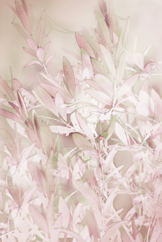 Plantas em tons suaves de rosa de Christina Sillen