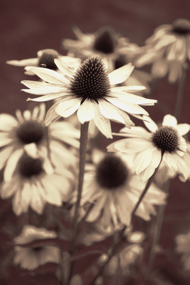 Coneflowers em tons suaves de sépia de Christina Sillen