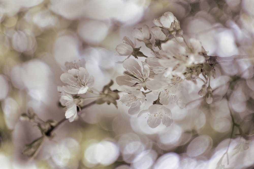 Delicadas flores da primavera de Christina Sillen
