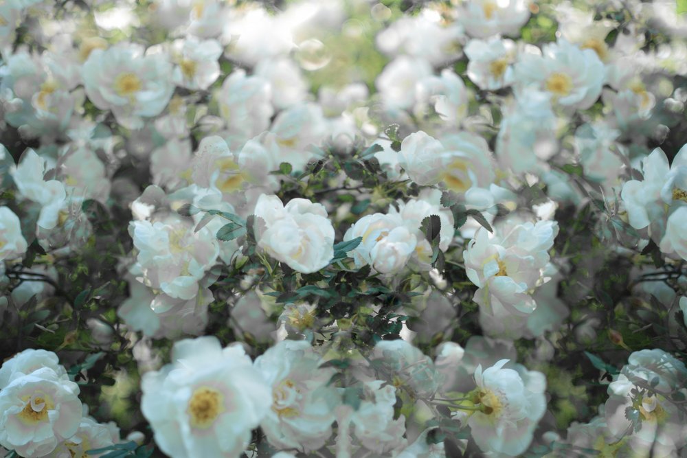 Rosas brancas delicadas de Christina Sillen
