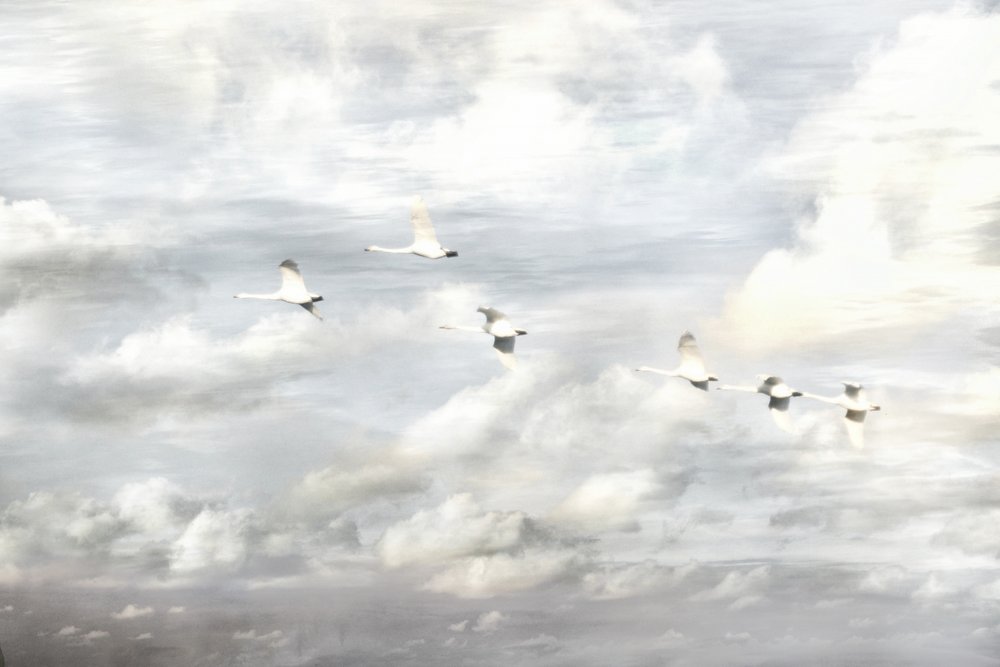 Cisnes em voo de Christina Sillen