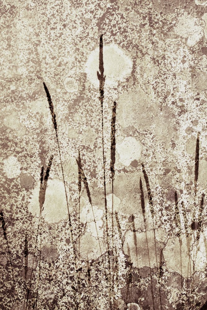 Erva selvagem texturada de Christina Sillen