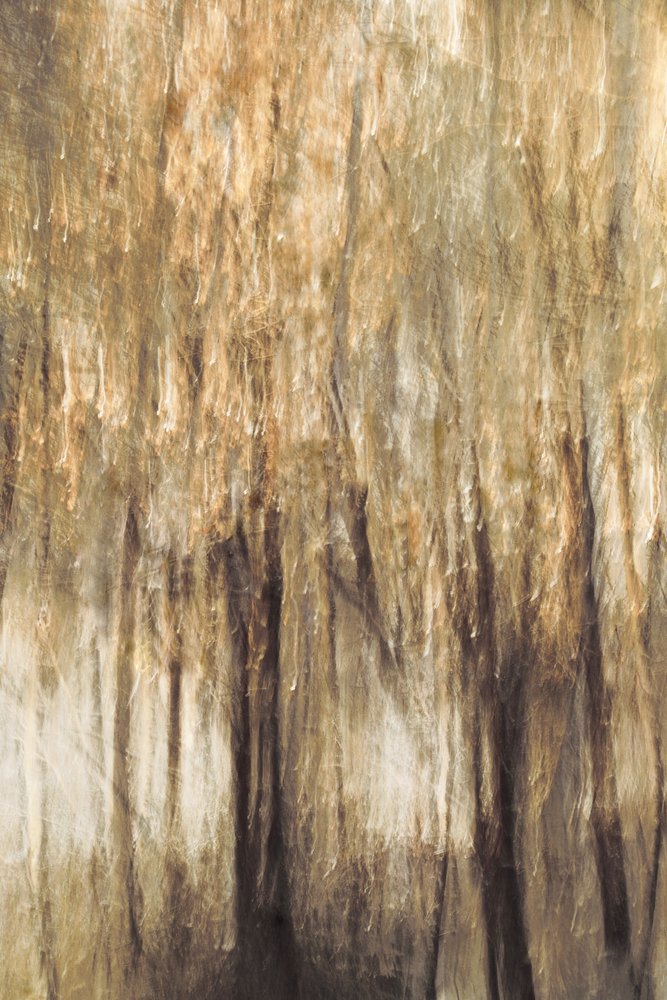 Movimento da Floresta Tranquila de Christina Sillen