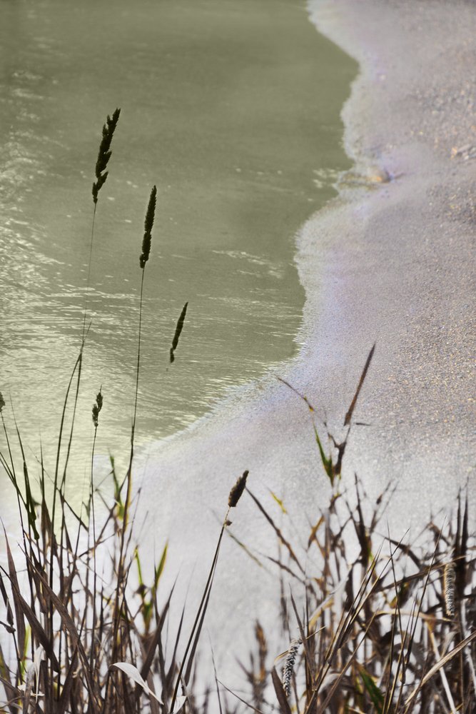 Relva da costa tranquila de Christina Sillen