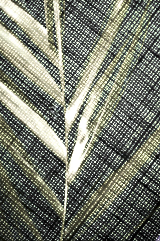 Textura de folha translúcida de Christina Sillen