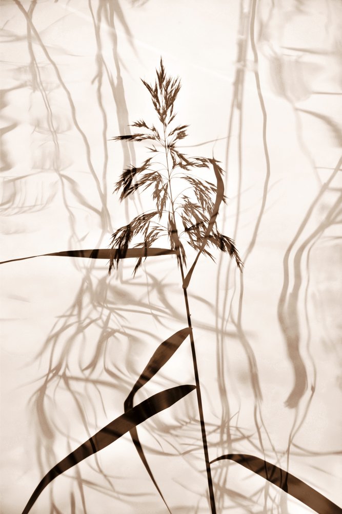 Sombras de Juncos Sussurrantes de Christina Sillen