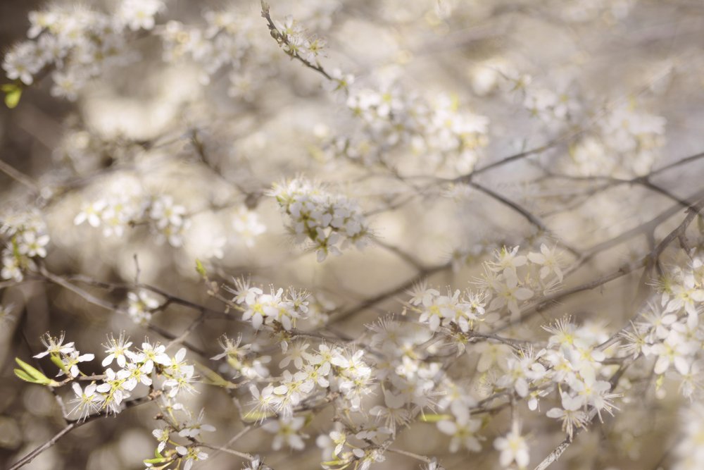 Flores brancas da primavera de Christina Sillen