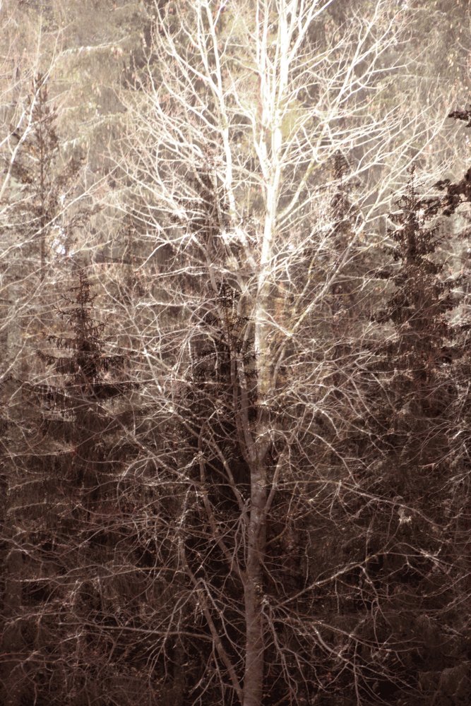 Luz da Floresta de Inverno de Christina Sillen