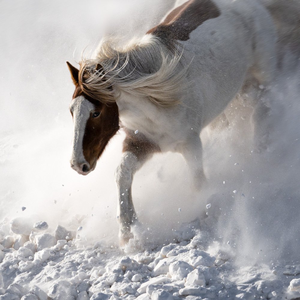 Cavalo em movimento na neve de Chuanxu Ren