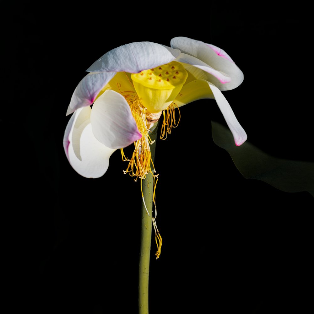  de Chuanxu Ren