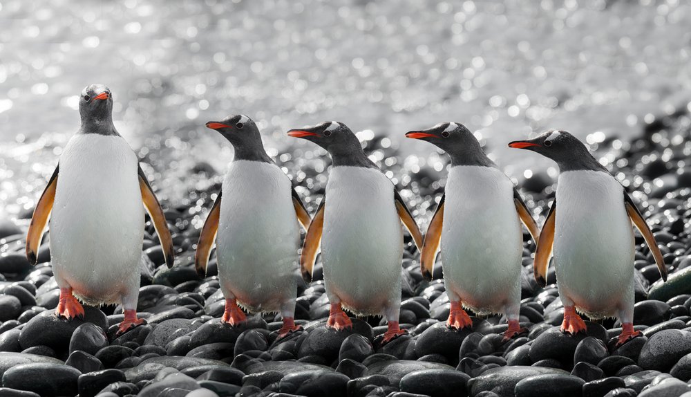 Cinco pinguins curiosos de Chuanxu Ren