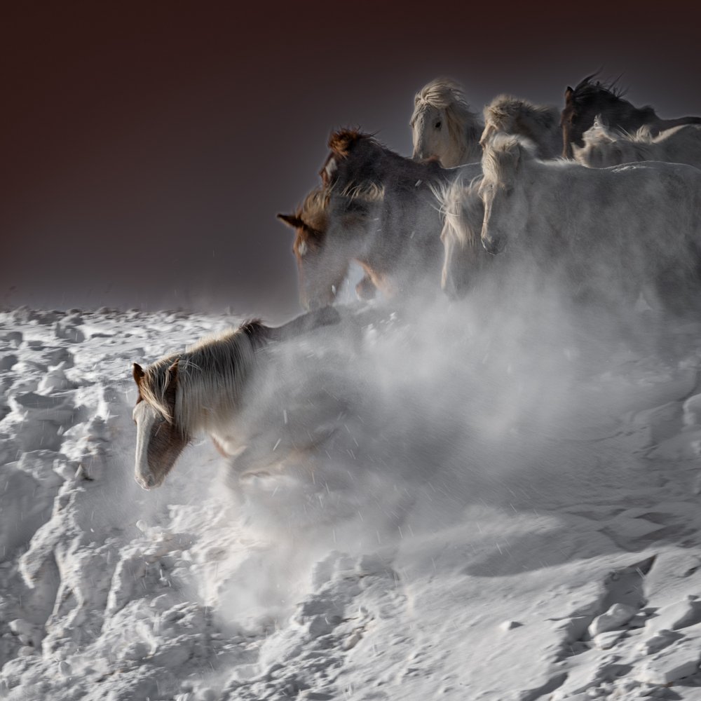 Cavalos da Neve a Galope de Chuanxu Ren