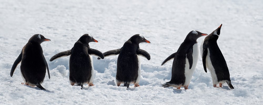 Pinguins num passeio pela neve de Chuanxu Ren