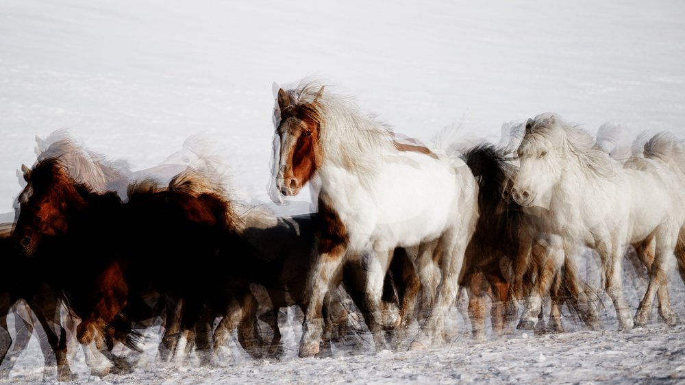 Cavalos selvagens em movimento no inverno de Chuanxu Ren