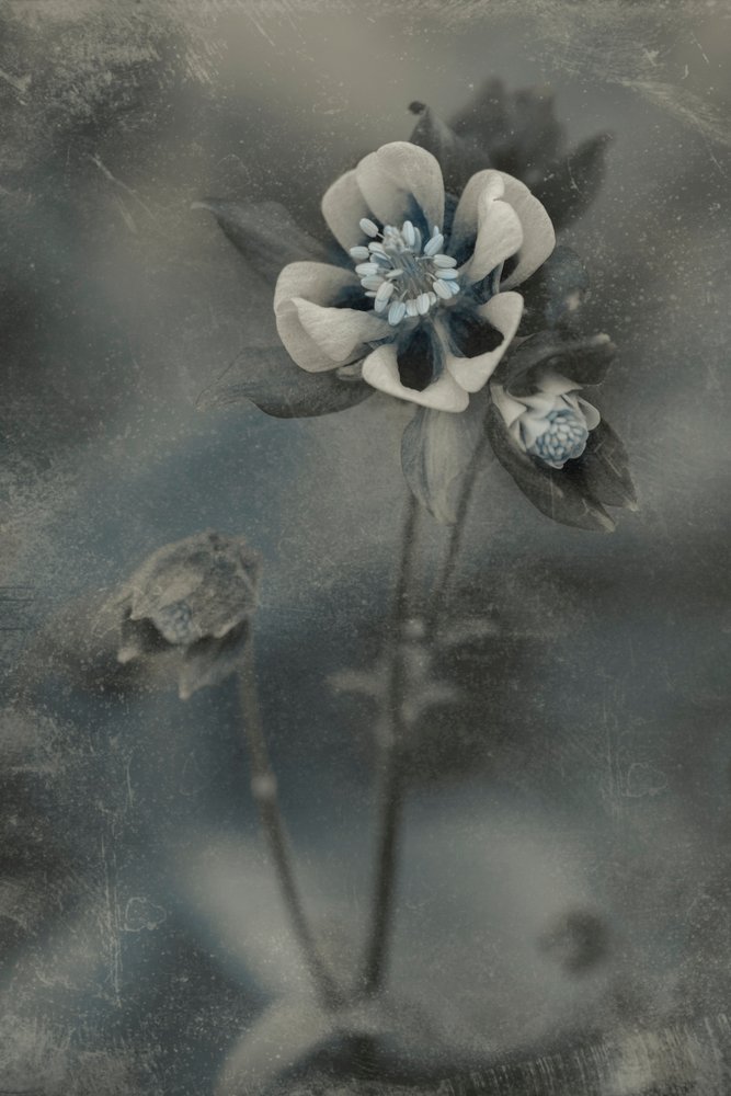 Floração vintage azul de Cicek Kiral