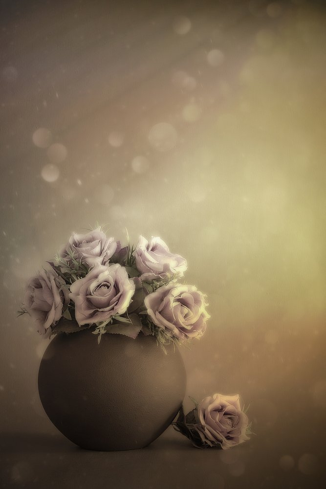 Rosas em tons pastel de sonho de Cicek Kiral