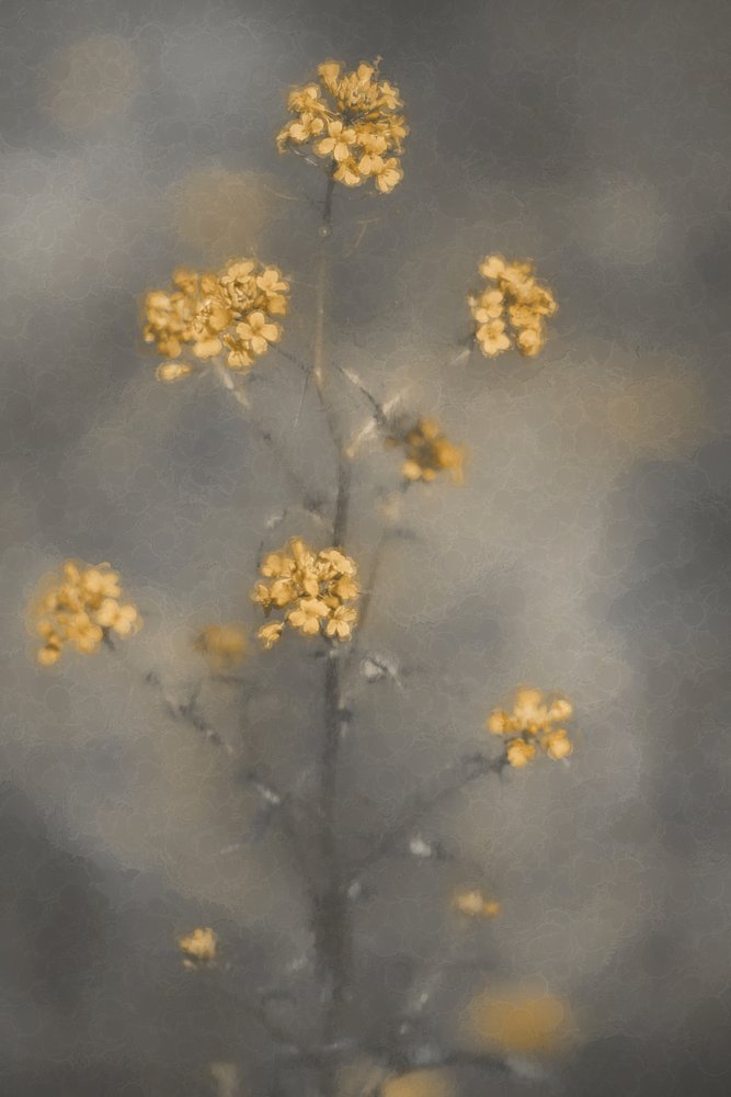 Flores amarelas sonhadoras de Cicek Kiral