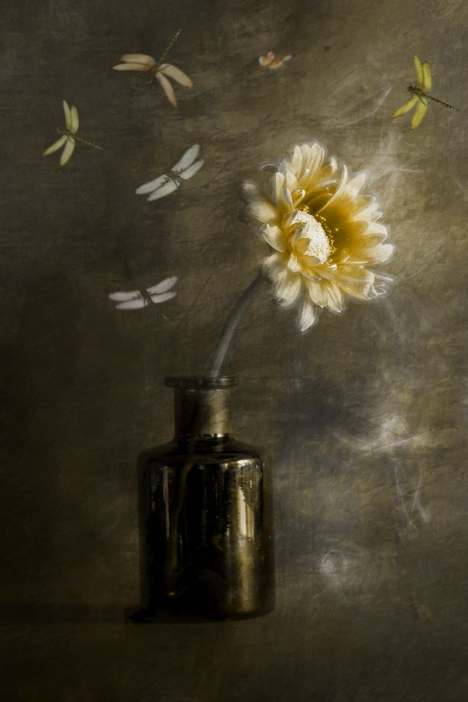 Libélulas Golden Bloom de Cicek Kiral