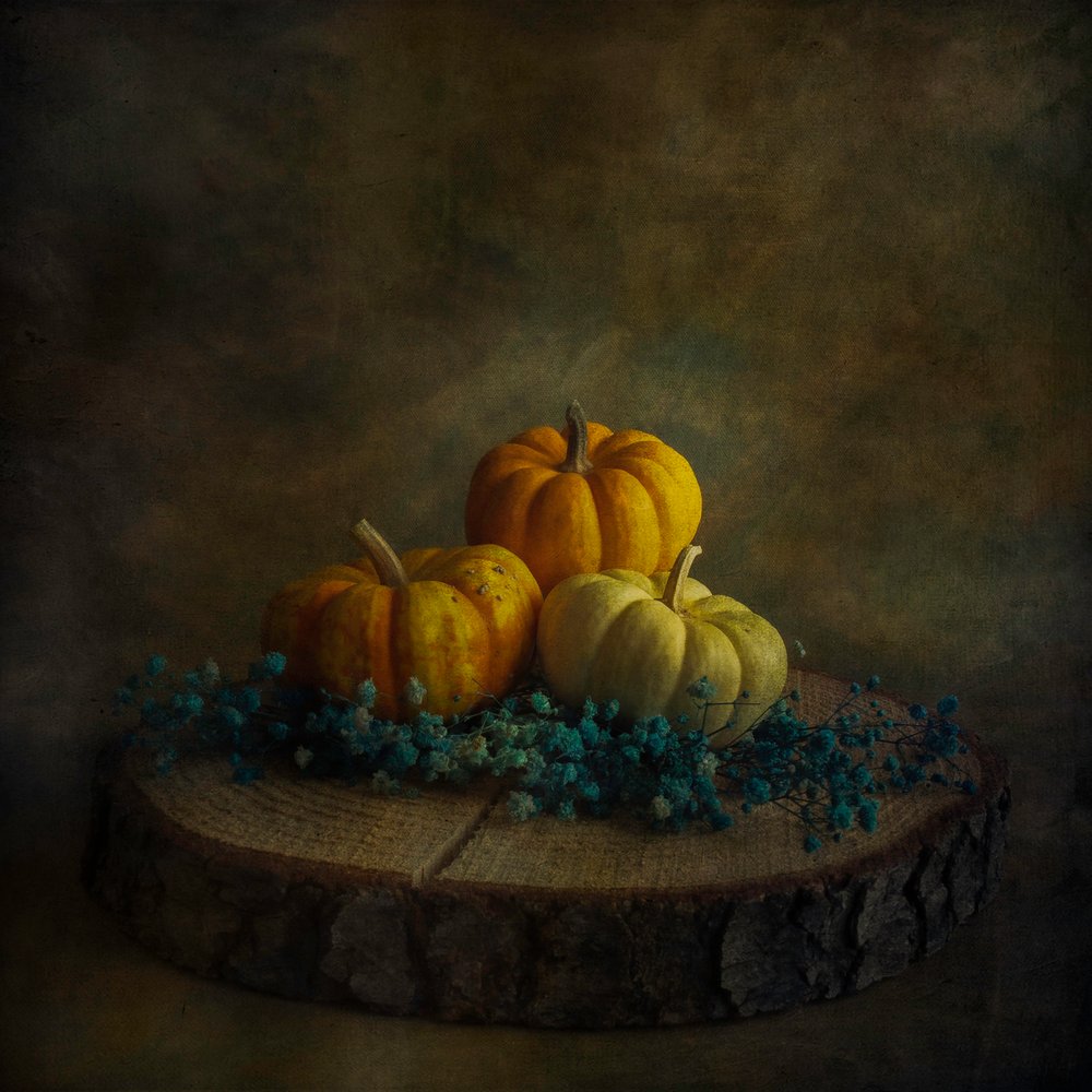 Abóboras da Moody Harvest de Cicek Kiral