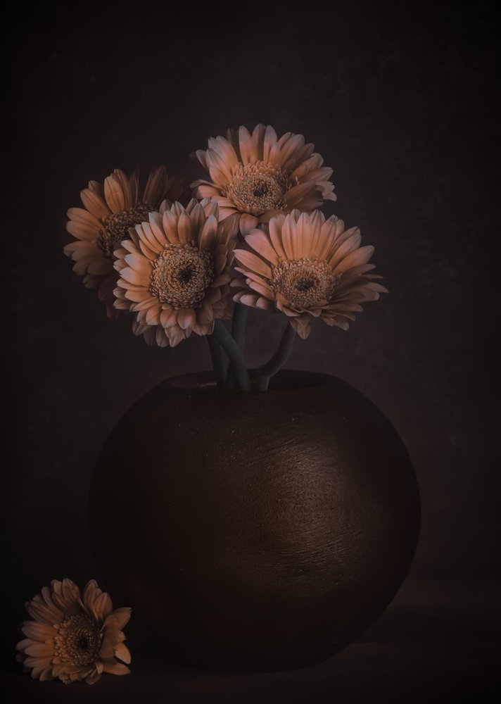 Gerberas «Moody Peach» de Cicek Kiral
