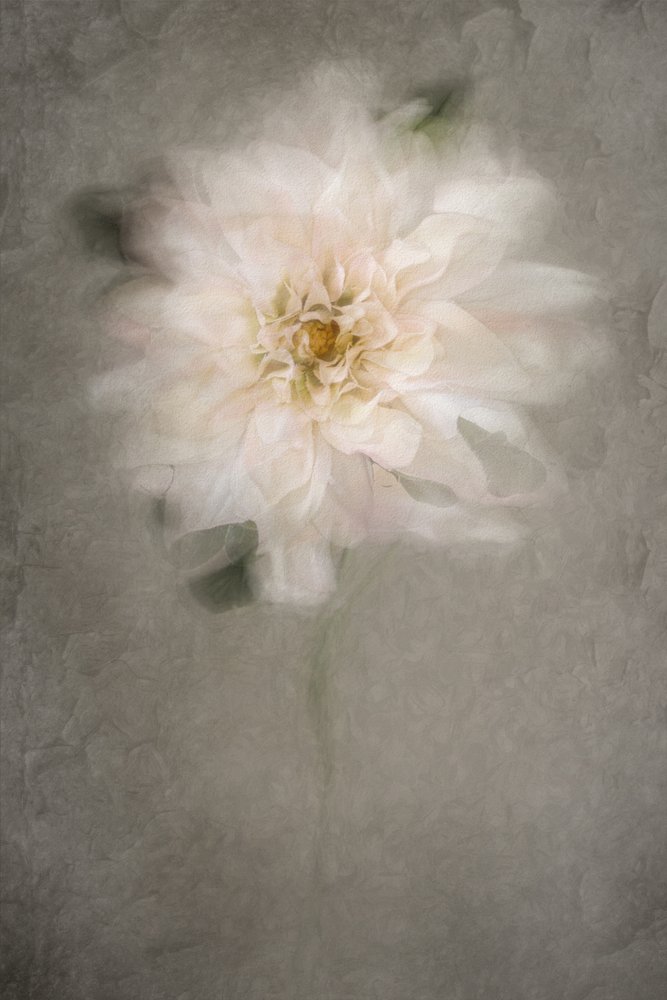 Suave flor branca de Cicek Kiral