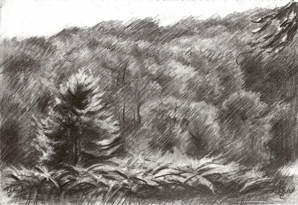 Desenho de um pinhal de Corné Akkers