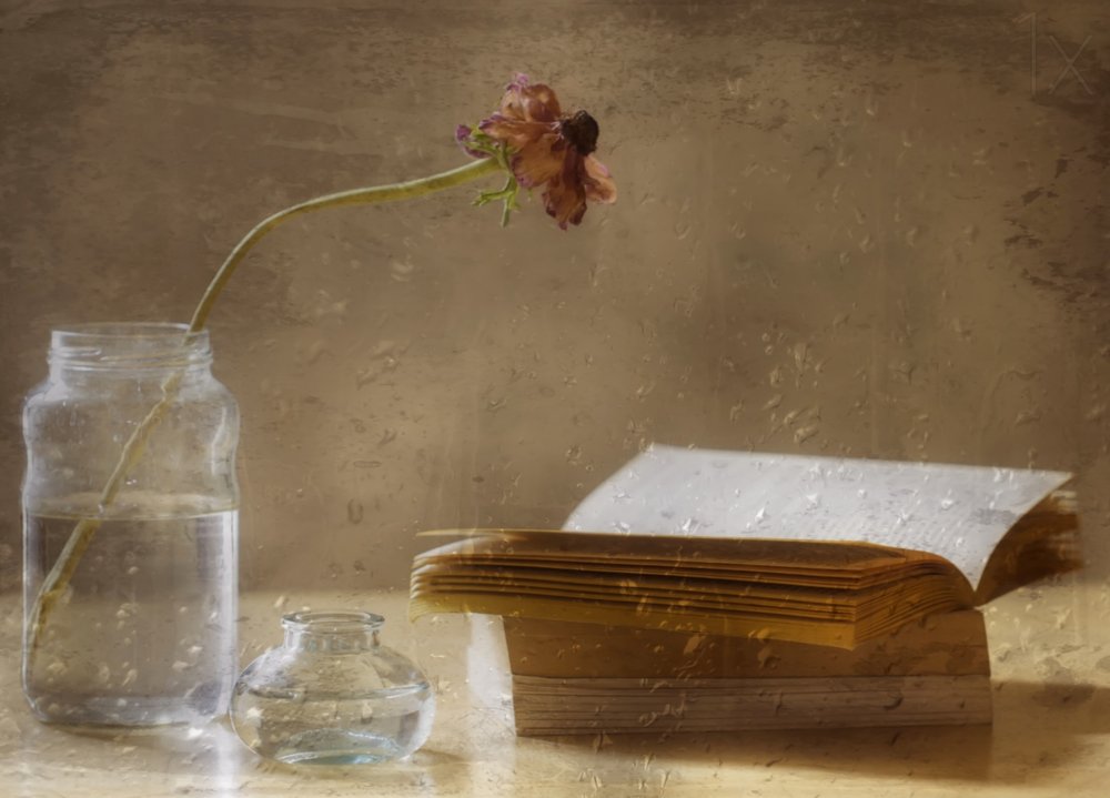 Flor melancólica e livro de Delphine Devos
