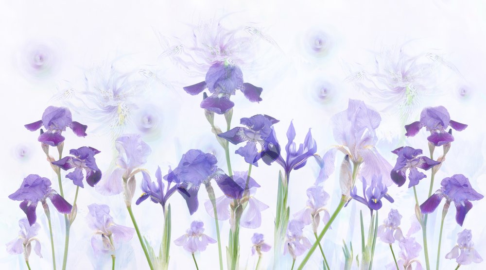 Íris lavanda de sonho de Denis O Reilly
