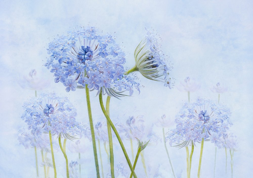 Flores azuis etéreas de Denis O Reilly
