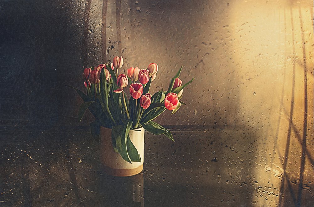 Túlipas cor-de-rosa à luz da manhã de Desislava Ignatova