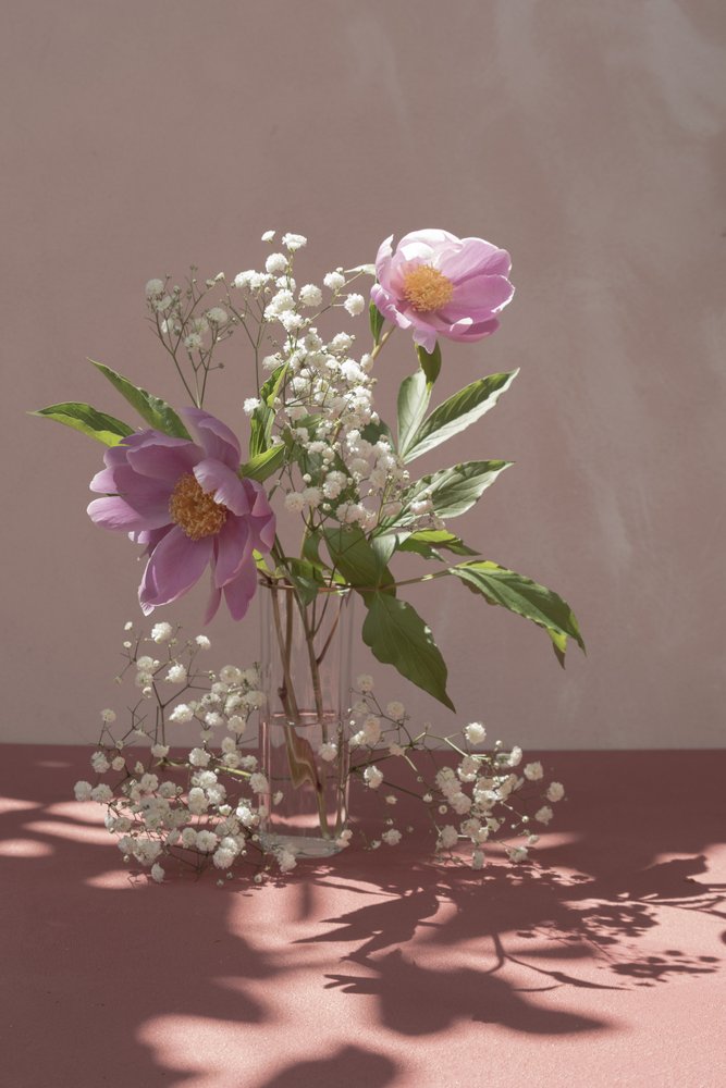 Peónias cor-de-rosa sob uma luz suave de Donatella Basso